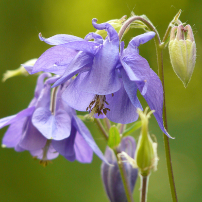 Akelei - Aquilegia vulgaris