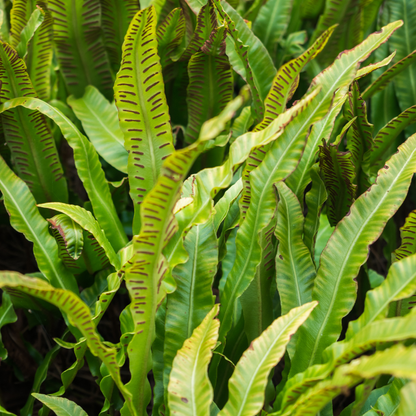 Tongvaren - Asplenium scolopendrium