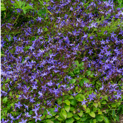 Kruipklokje - Campanula poscharskyana