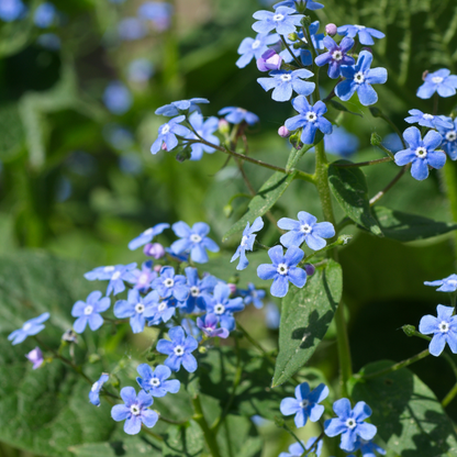 Kaukasisch vergeet-mij-nietje - Brunnera macrophylla