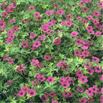 Rotsooievaarsbek 'Bevan's Variety' - Geranium macrorrhizum 'Bevan's Variety'