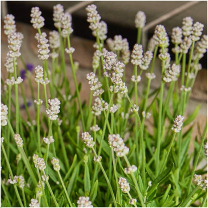 Witte lavendel - Lavandula angustifolia 'Edelweiss'