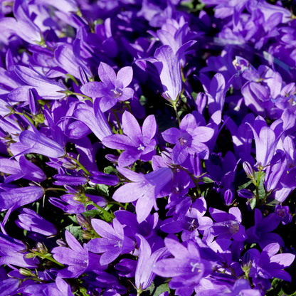 Prachtklokje - Campanula persicifolia 'Coerulea'