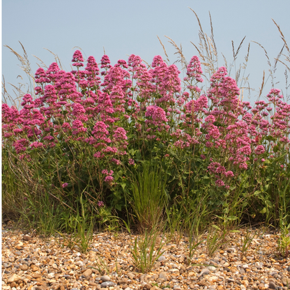 Rode spoorbloem - Centranthus ruber 'Coccineus'