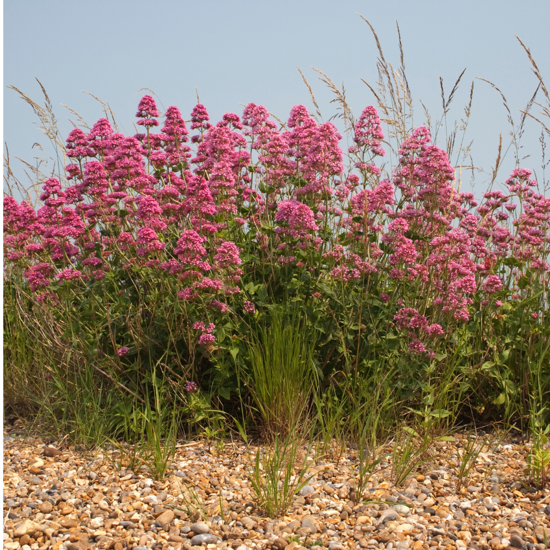 Rode spoorbloem - Centranthus ruber 'Coccineus'