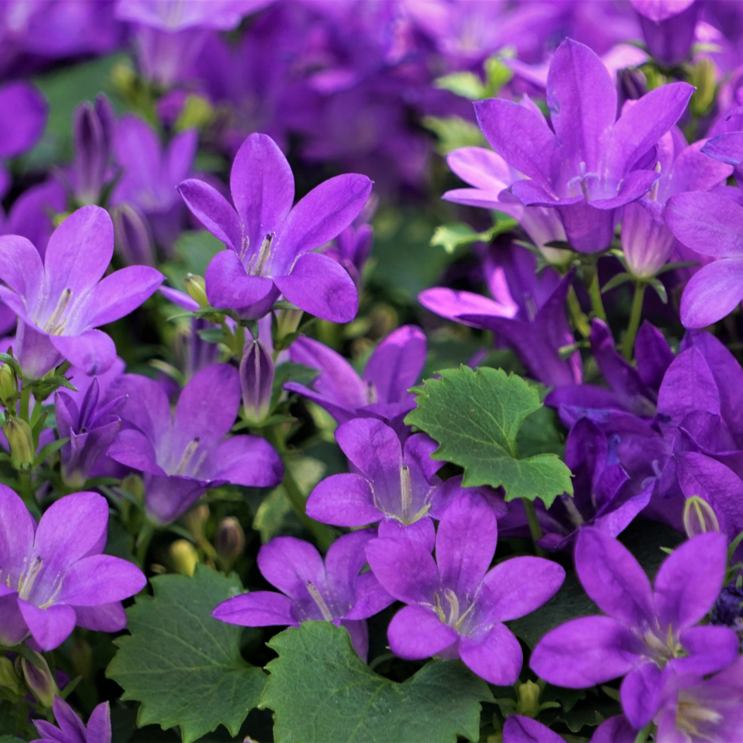 Dalmatiëklokje - Campanula portenschlagiana