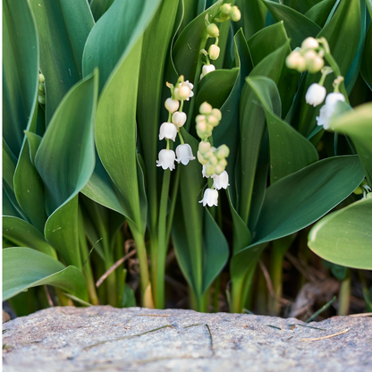 Lelietje-van-dalen - Convallaria majalis