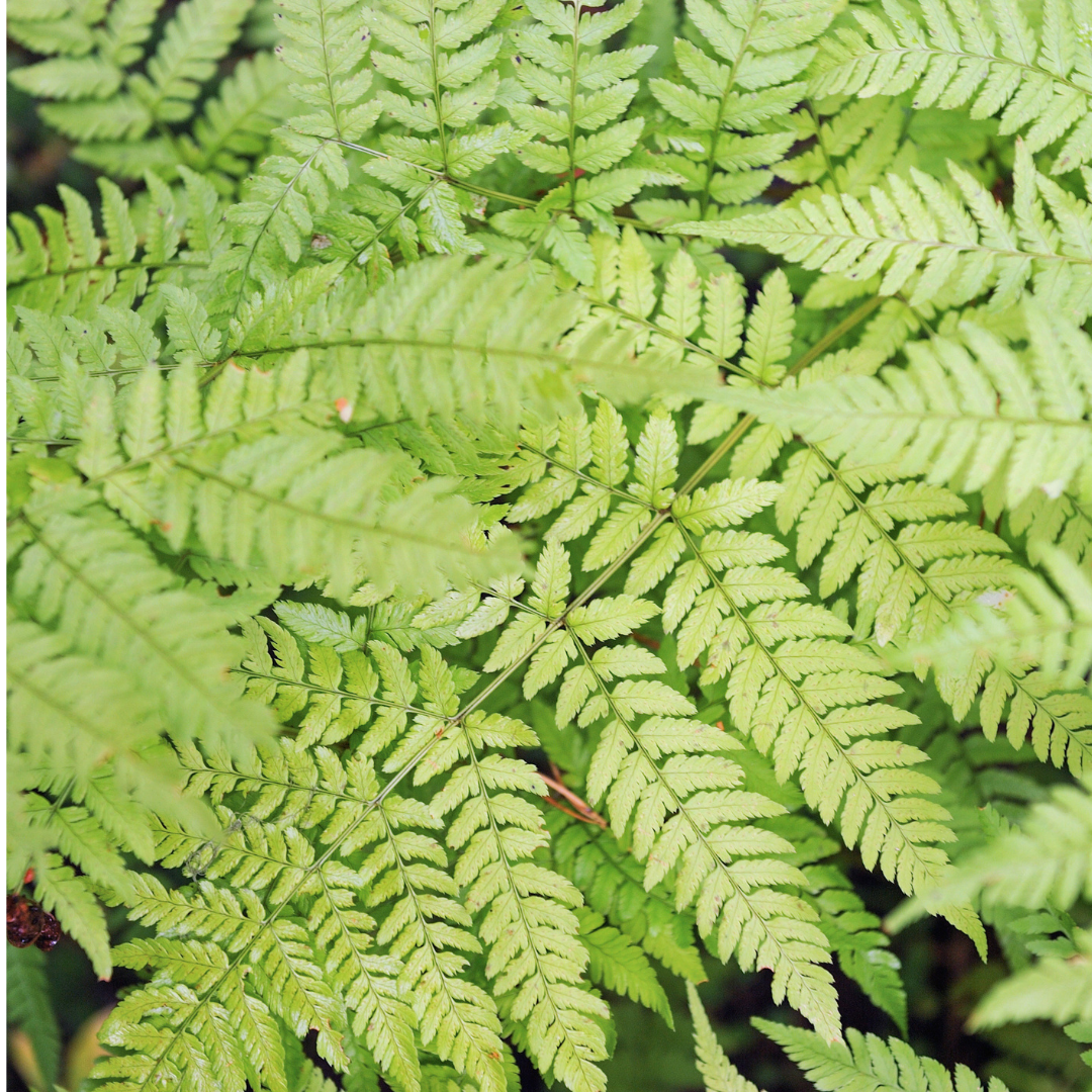 Mannetjesvaren - Dryopteris filix-mas