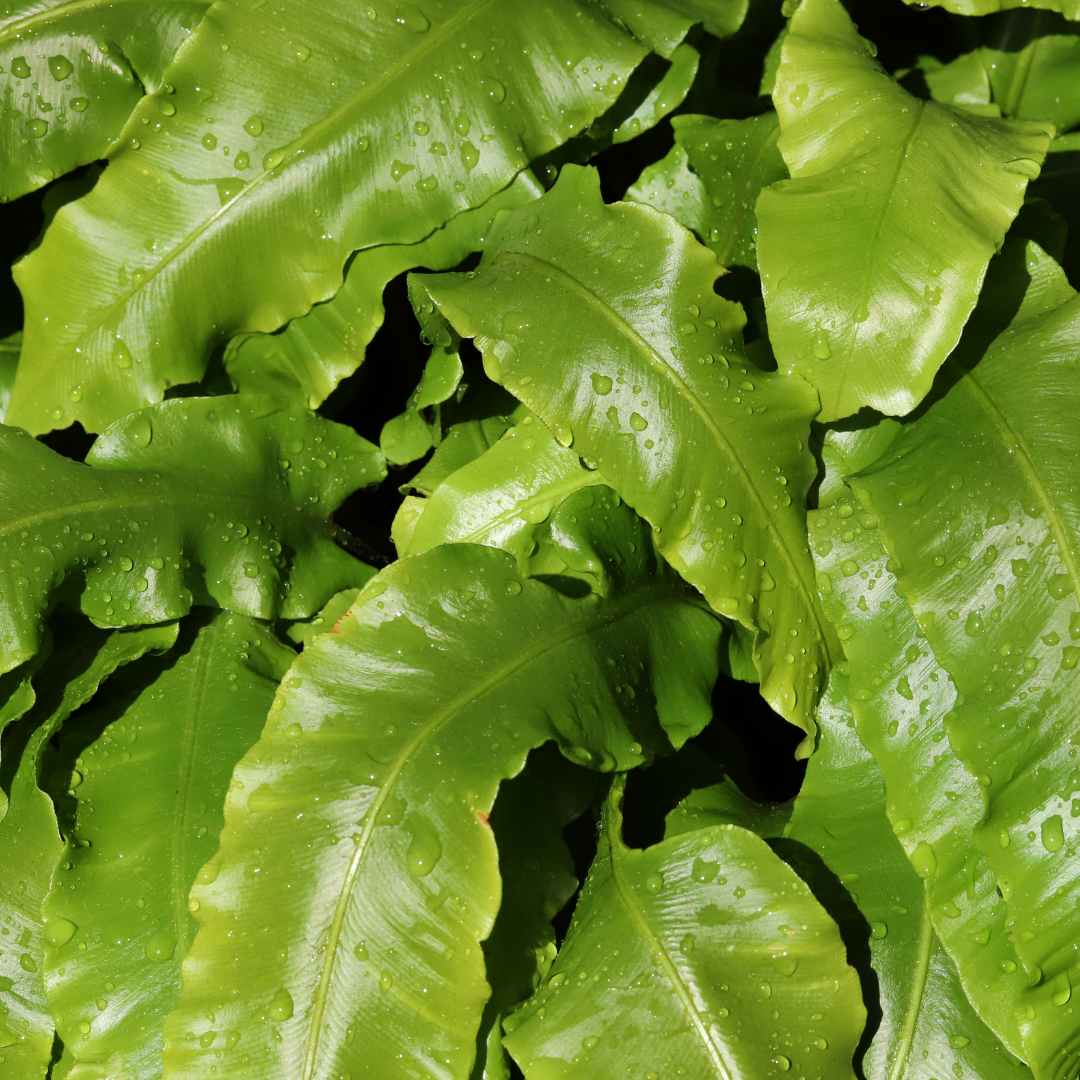 Tongvaren - Asplenium scolopendrium