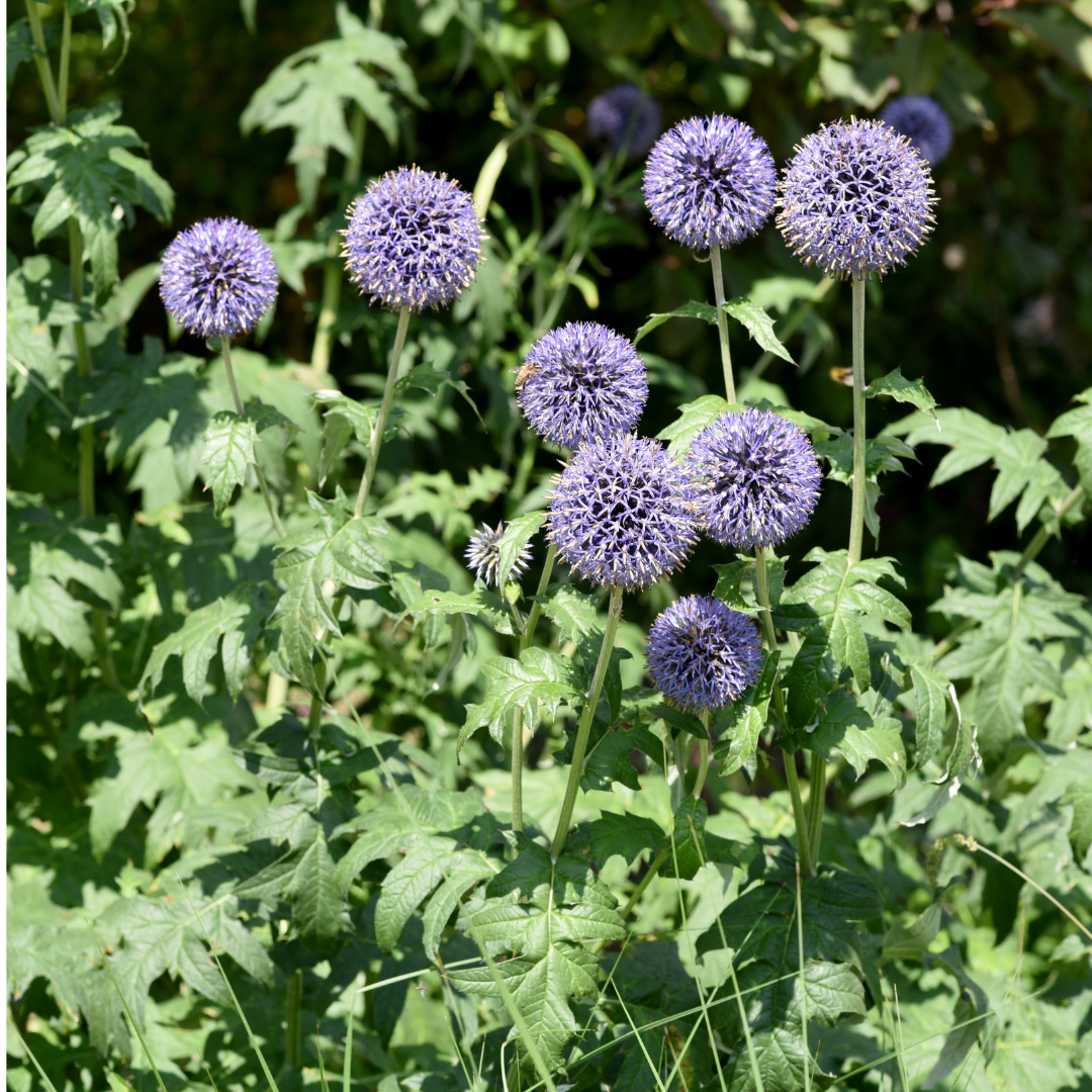 Kogeldistel - Echinops ritro