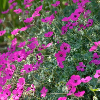 Bloedooievaarsbek 'Max Frei' - Geranium sanguineum 'Max Frei'