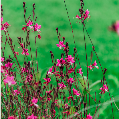 Prachtkaars 'Siskiyou Pink' - Gaura lindheimeri 'Siskiyou Pink'