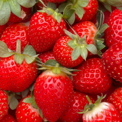 Biologische aardbeiplanten - Fragaria x ananassa