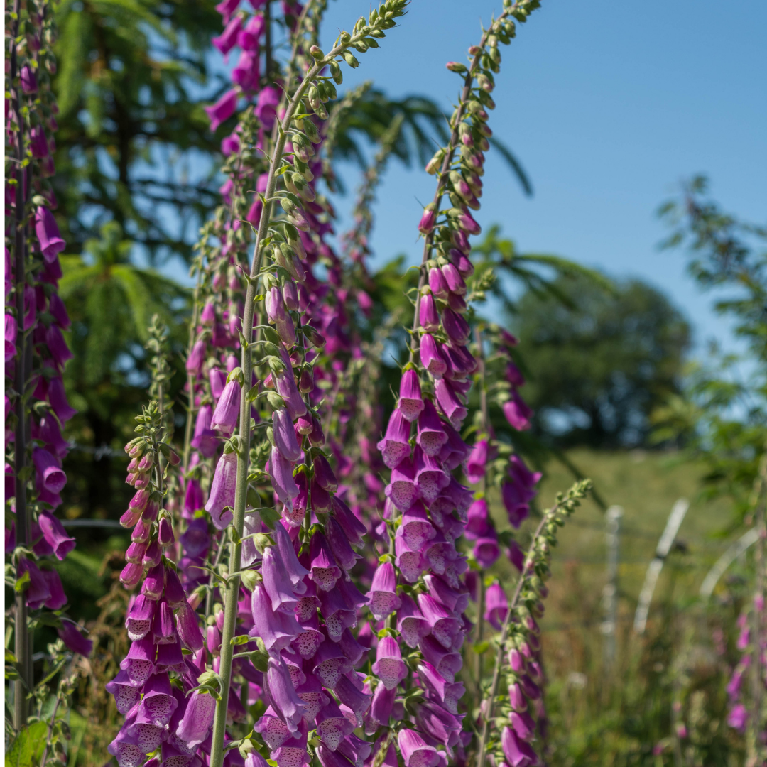 Vingerhoedskruid - Digitalis purpurea