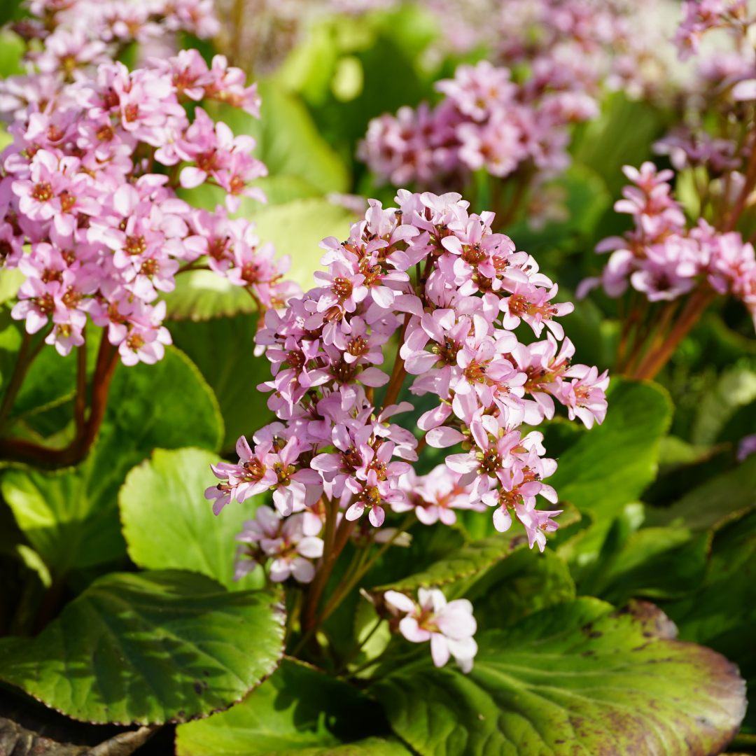 Schoenlappersplant - Bergenia cordifolia