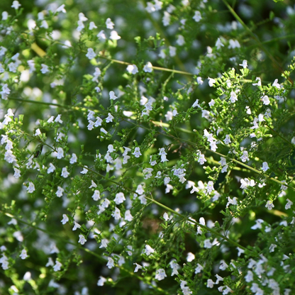 Bergsteentijm - Calamintha nepeta subsp. nepeta