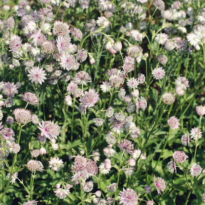 Zeeuws knoopje - Astrantia major