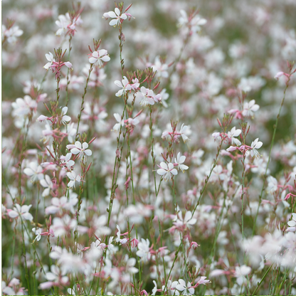 Prachtkaars - Gaura lindheimeri