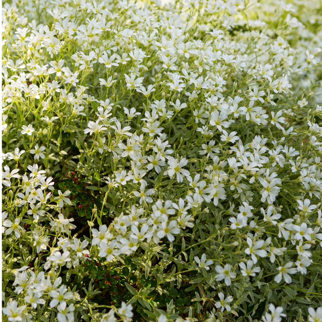 Viltige hoornbloem - Cerastium tomentosum