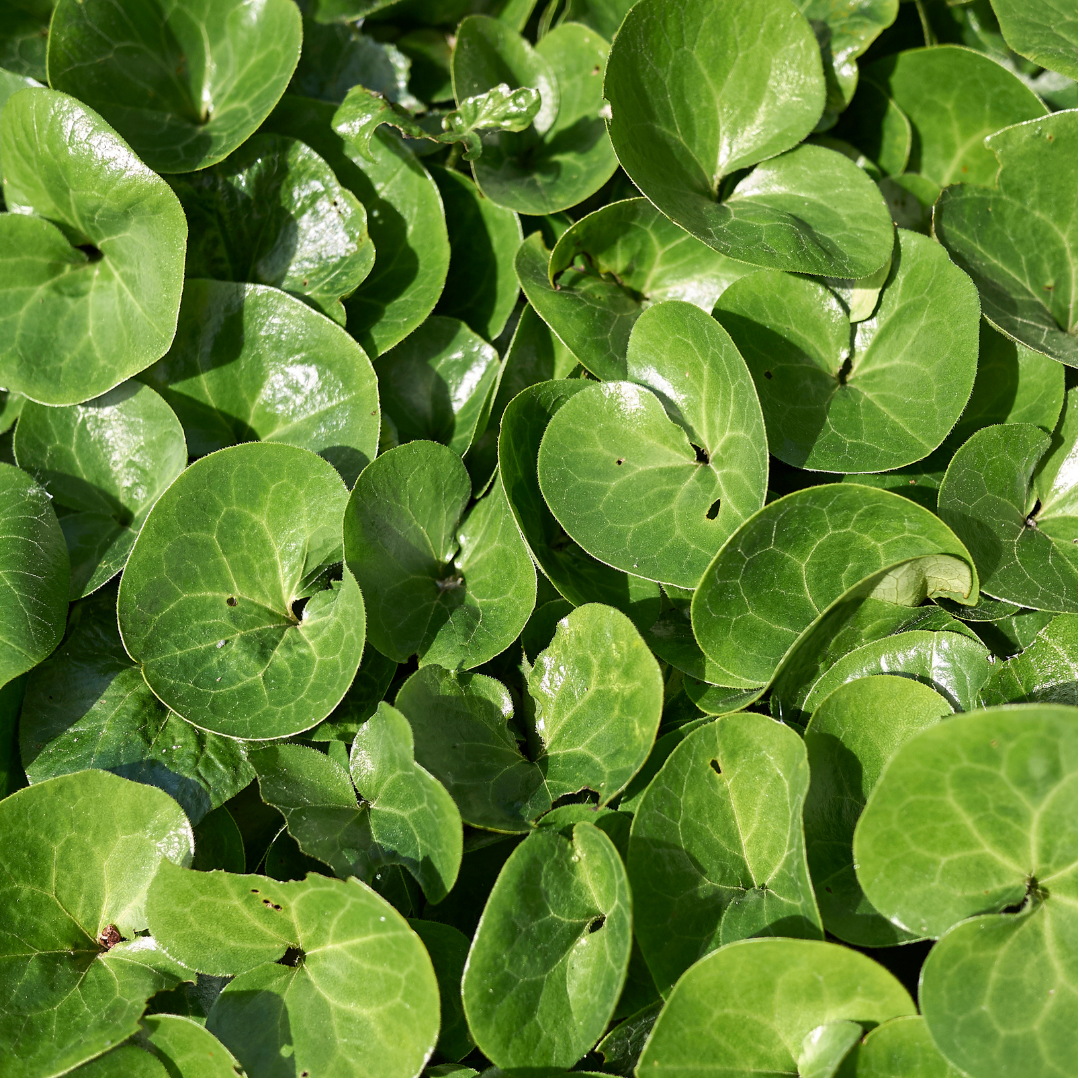 Mansoor - Asarum europaeum
