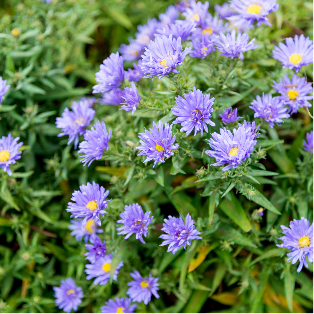 Herfstaster - Aster x frikartii 'Mönch'