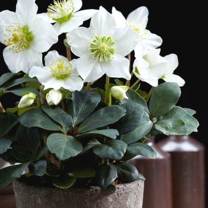 Kerstroos - Helleborus niger 'Christmas Carol'