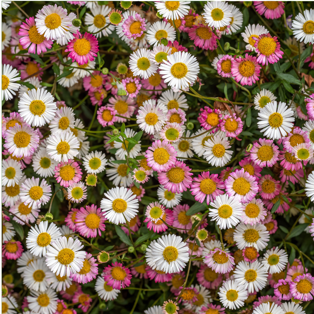 Muurfijnstraal - Erigeron karvinskianus
