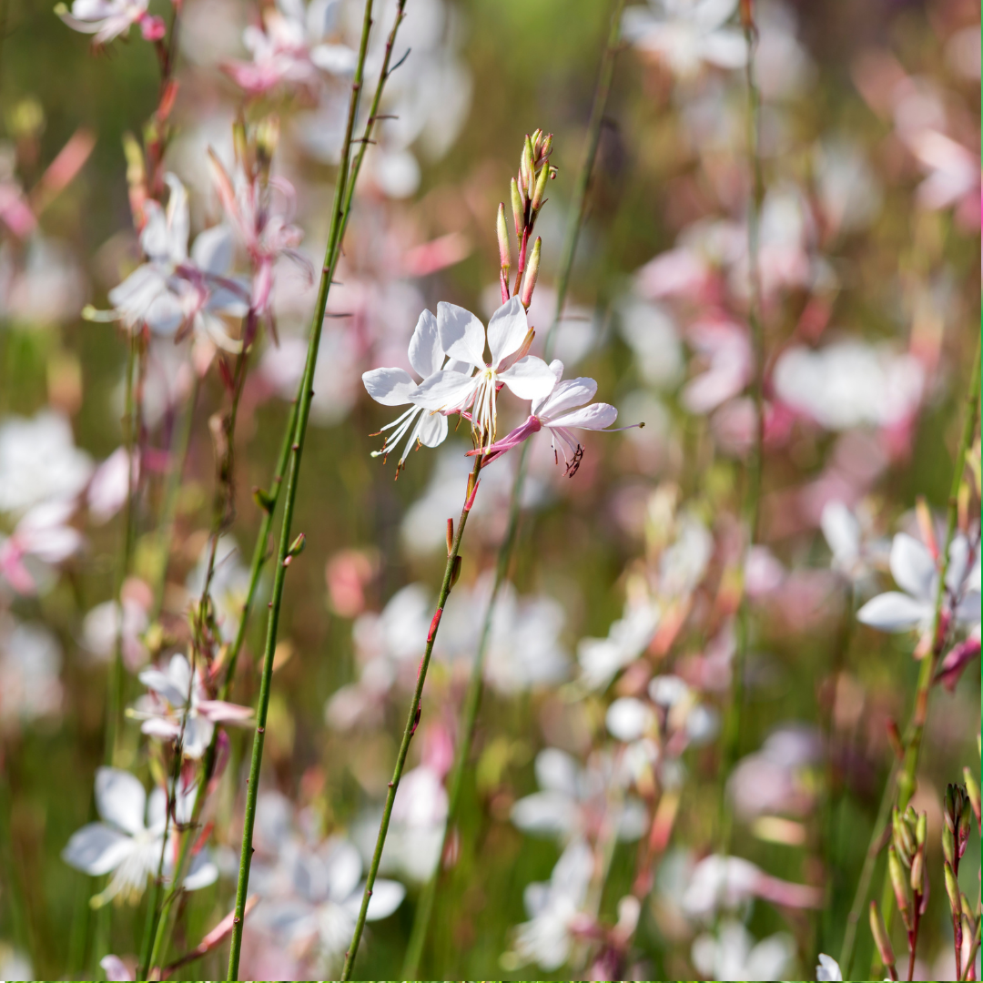 Prachtkaars 'Whirling Butterflies' - Gaura lindheimeri 'Whirling Butterflies'
