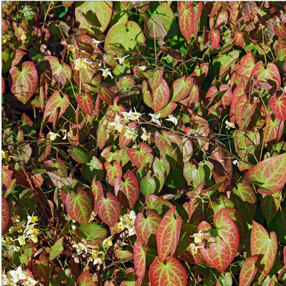 Witte elfenbloem - Epimedium x youngianum 'Niveum'