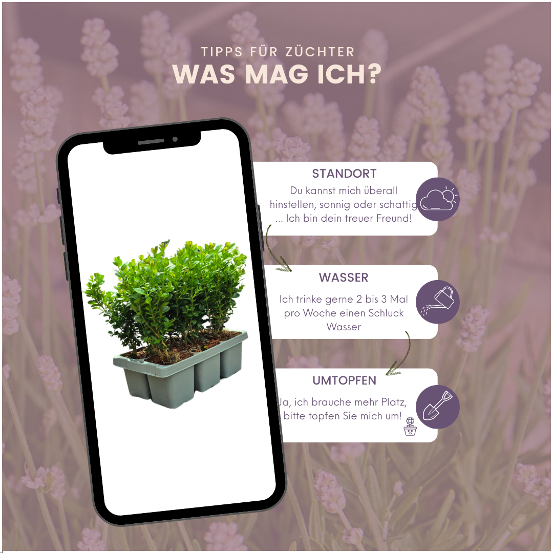 Buxus NewGen 'Freedom', compacte buxus in de tuin
