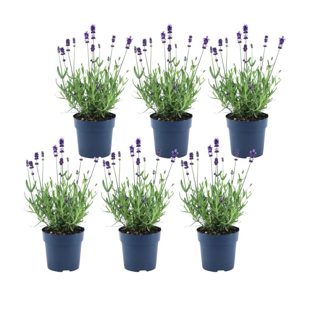 Echte lavendel, Lavandula angustifolia 'Felice', plant in pot Ø12 cm