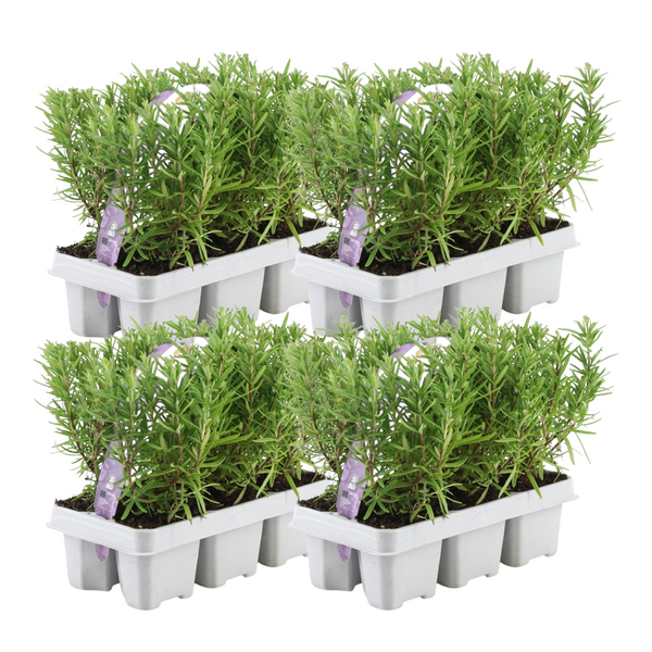 4 x 6 pack Rosmarinus officinalis - 6 x Ø7 cm - ↕25 cm