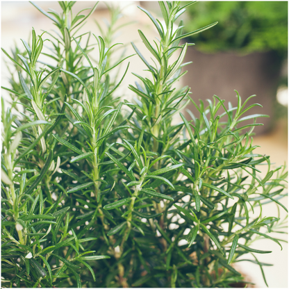 8 x 6 pack Rosmarinus officinalis - 48 x Ø7 cm - ↕25 cm