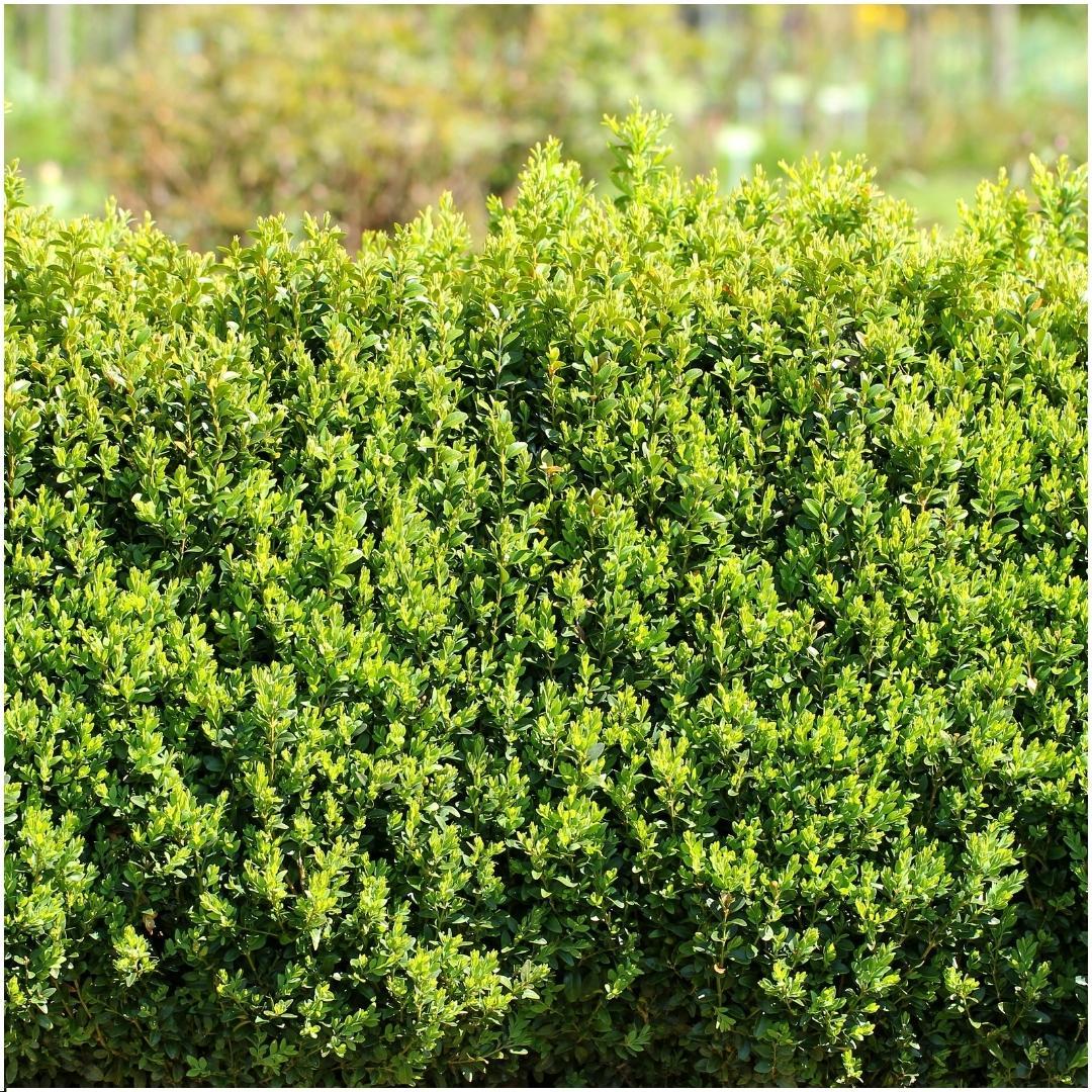 Buxushaag van Buxus sempervirens in de tuin