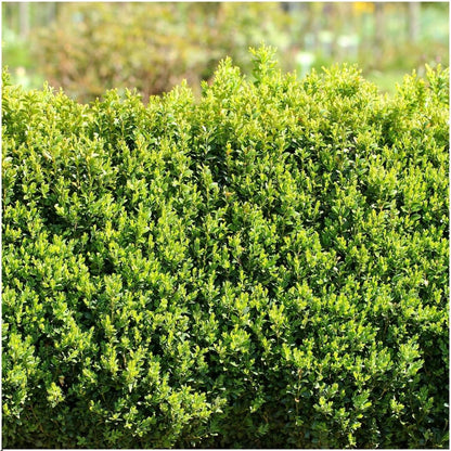 Buxushaag van Buxus sempervirens in de tuin