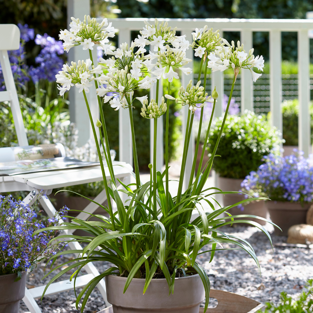 Agapanthus 'Everwhite'  19cm