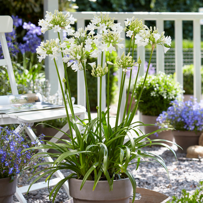 Agapanthus 'Everwhite'  19cm