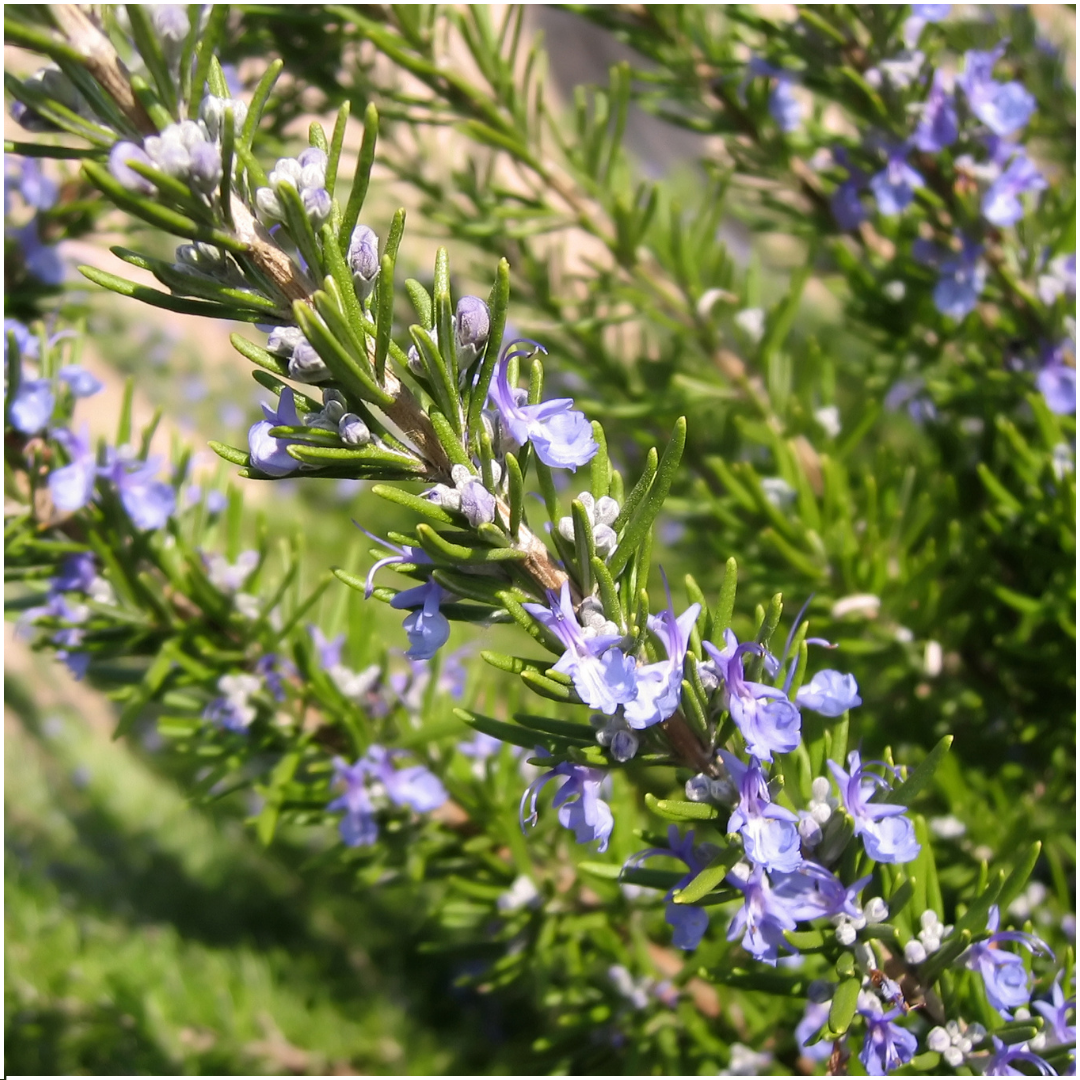 8 x 6 pack Rosmarinus officinalis - 48 x Ø7 cm - ↕25 cm