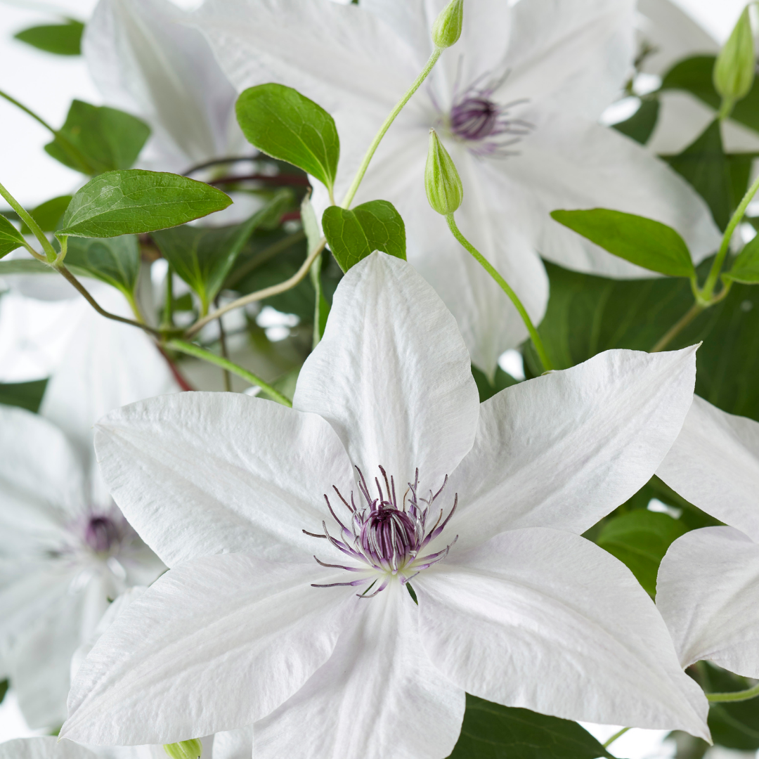 Clematis Garland® Tsukiko™ 23cm