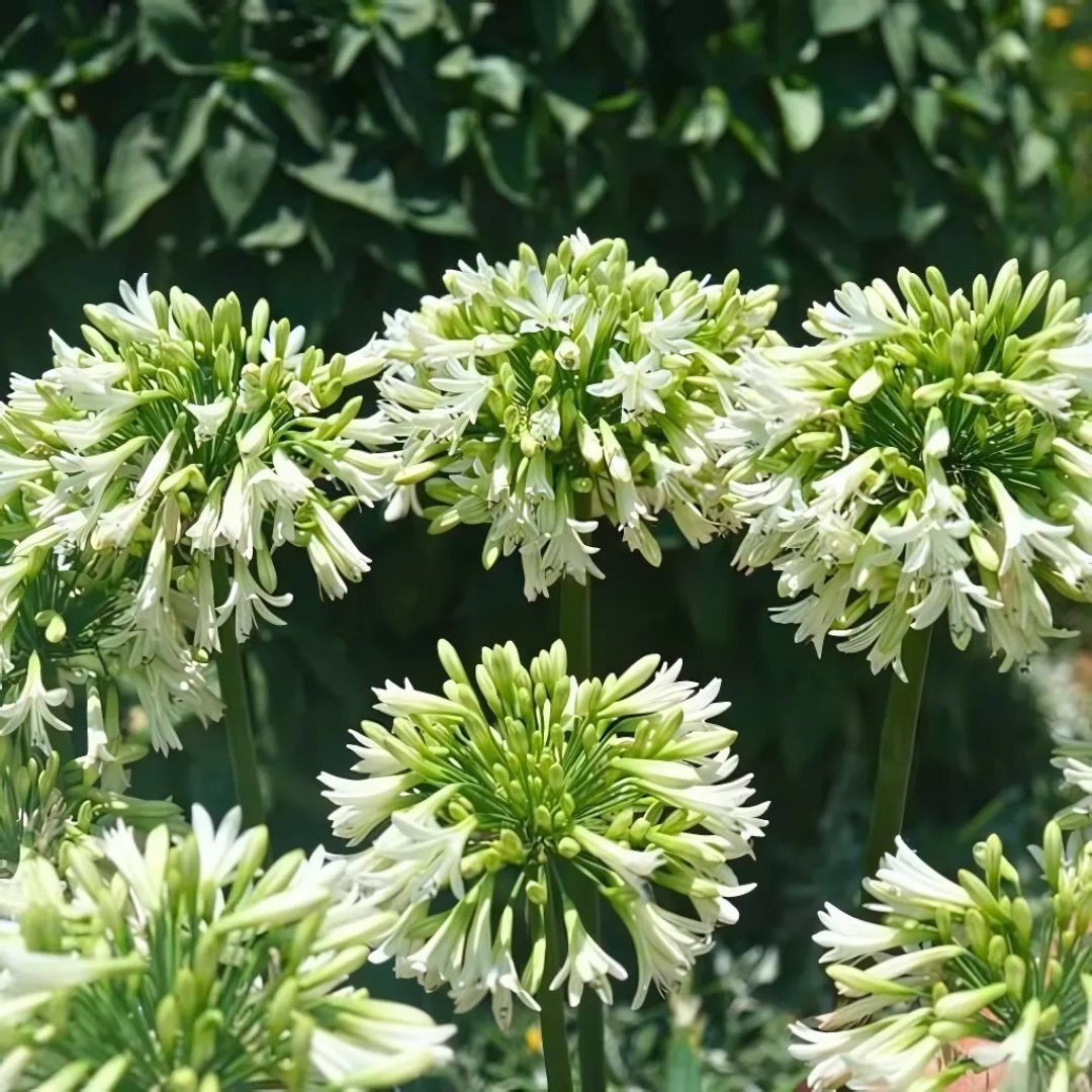 Agapanthus 'Everwhite'  19cm