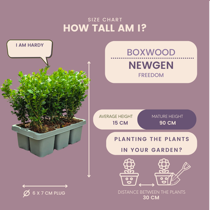Maatdiagram buxus NewGen 'Freedom': hoogte 15 cm en potmaat Ø7 cm