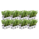 8 x 6 pack Rosmarinus officinalis - 48 x Ø7 cm - ↕25 cm