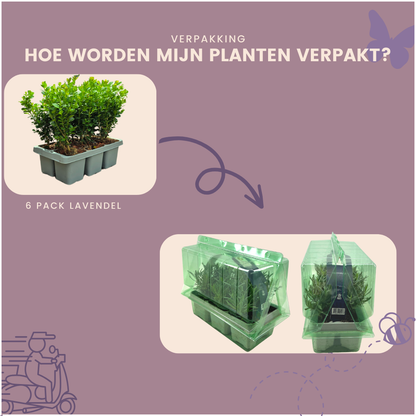 Buxus NewGen 'Freedom' als lage haag in de tuin