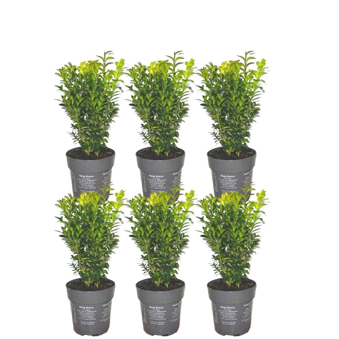Buxus sempervirens, zes haagplanten voor 1 meter haag, pot Ø12 cm