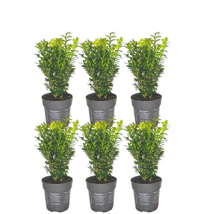 Buxus sempervirens, zes haagplanten voor 1 meter haag, pot Ø12 cm