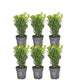 Buxus sempervirens, zes haagplanten voor 1 meter haag, pot Ø12 cm