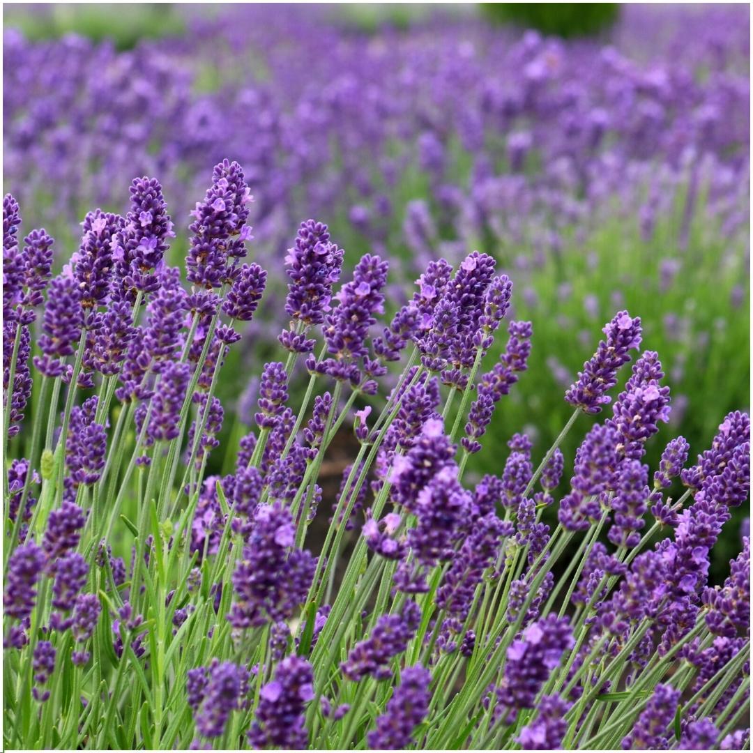 Maatdiagram echte lavendel 'Felice' in sierpot: hoogte en potmaat