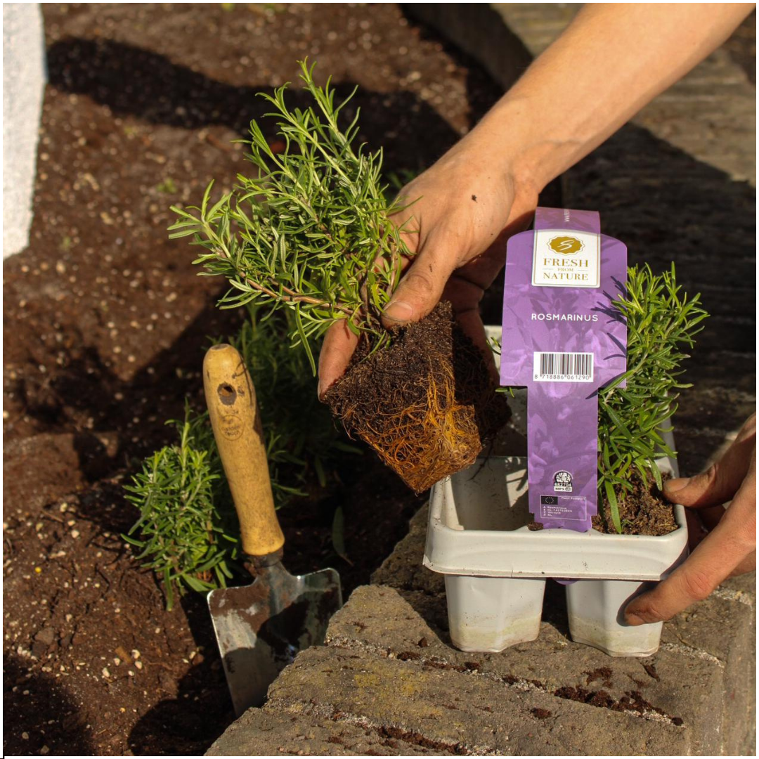 12 x 6 pack Rosmarinus officinalis - 72 x Ø7 cm - ↕25 cm