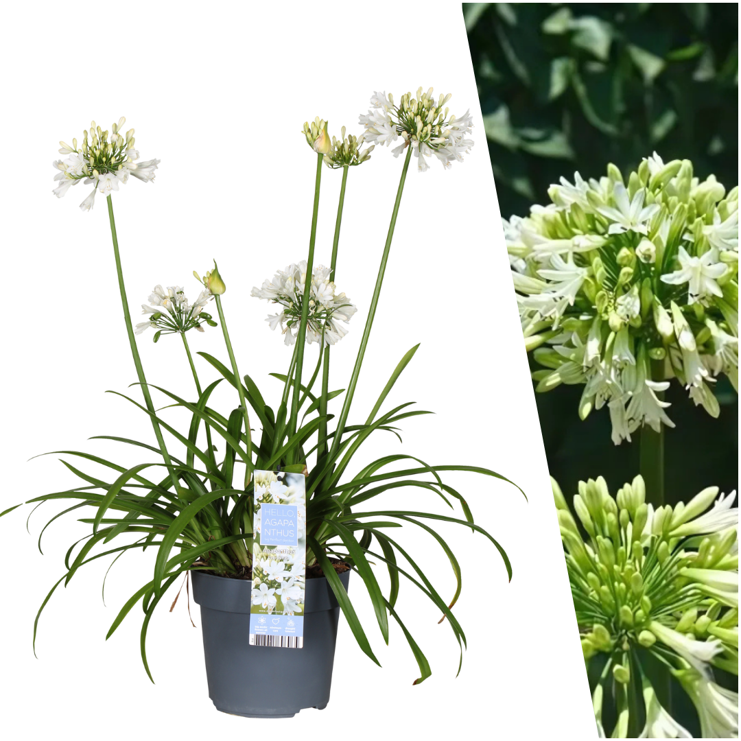 Agapanthus 'Everwhite'  19cm