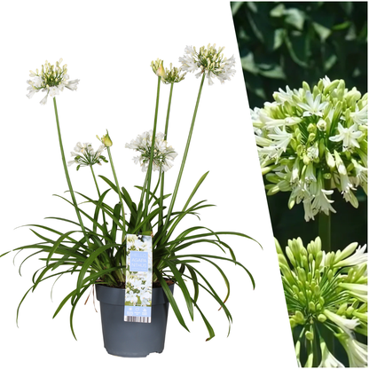 Agapanthus 'Everwhite'  19cm